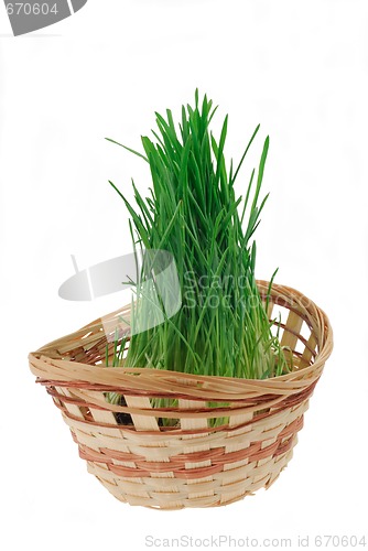 Image of Grass