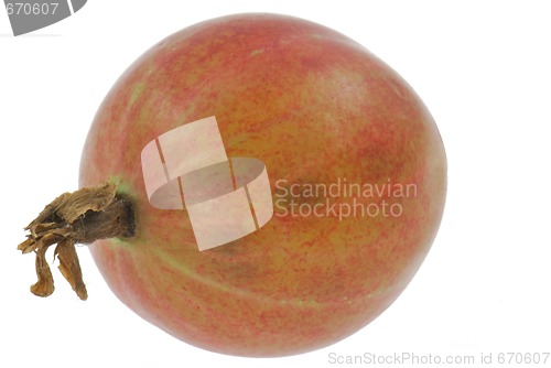 Image of Gooseberry