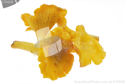 Image of Chanterelle