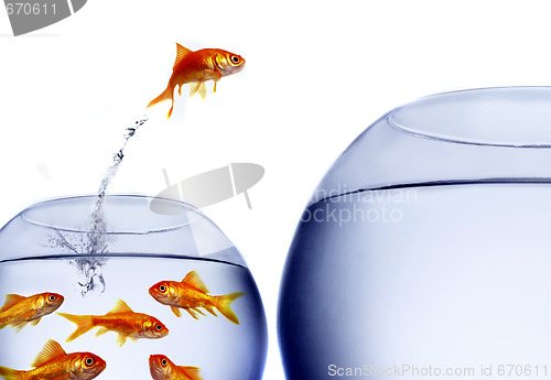 Image of goldfish jumping out of the water