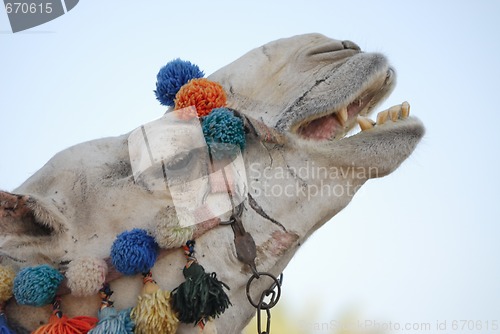 Image of Camel