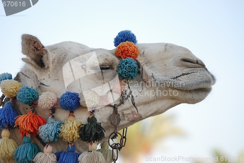 Image of Camel
