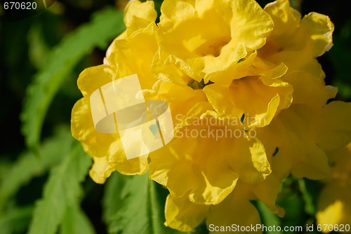 Image of Flower