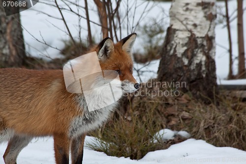 Image of red fox