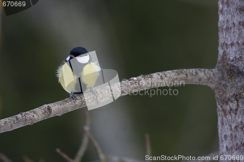 Image of great tit