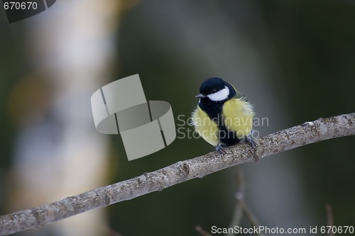 Image of great tit