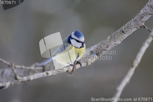 Image of blue tit 