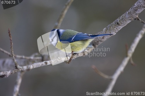 Image of blue tit