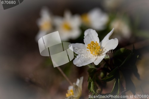 Image of wood anemone