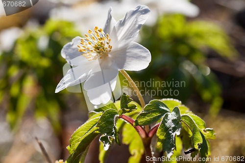 Image of wood anemone