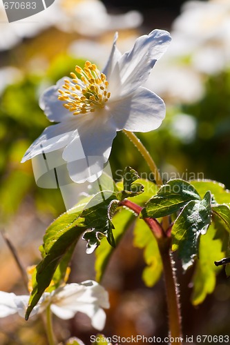 Image of wood anemone