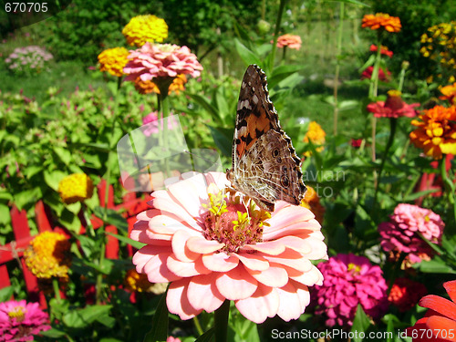 Image of Garden