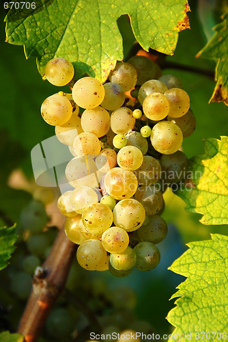 Image of Grapes cluster