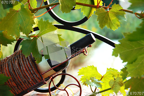 Image of Wine bottle between vine leaves