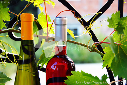 Image of Wine bottles between vine leaves