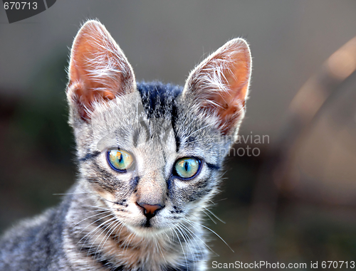 Image of Young cat portrait