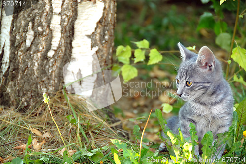 Image of Gray cat portrait outdoor