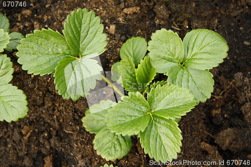 Image of strawberry plants