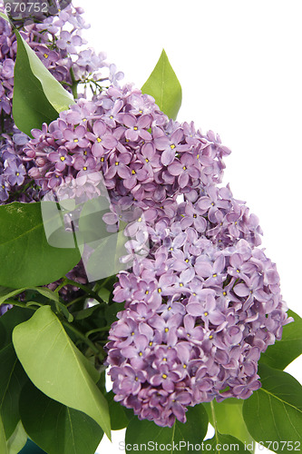 Image of Syringa