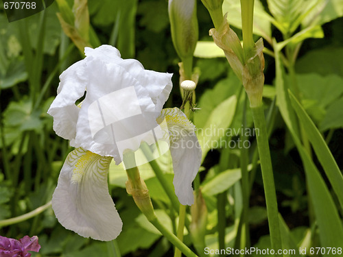 Image of White iris