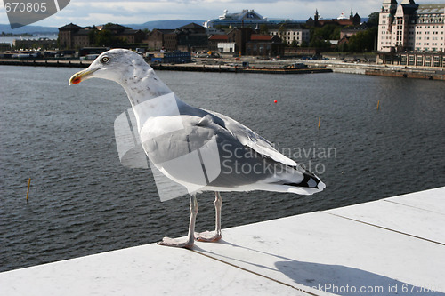 Image of Bird on opera