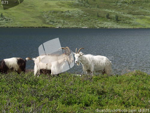 Image of Goats