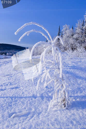 Image of FROZEN: little tree