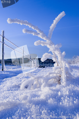 Image of FROZEN: little tree