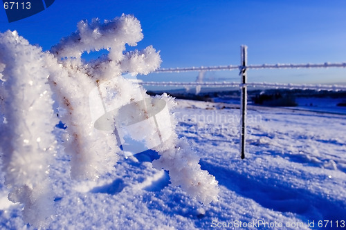 Image of Icy branch