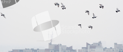 Image of Pigeons Take Flight