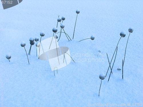 Image of Grass on the snow