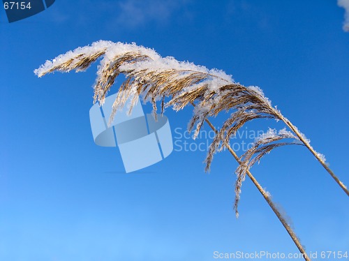 Image of Grass dressed in the snow overcoat