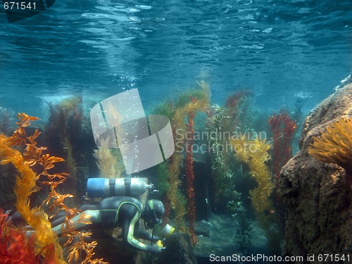 Image of Scuba Diver Underwater