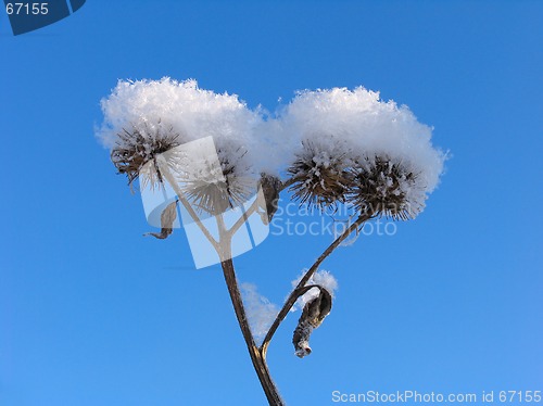 Image of Grass dressed in the snow overcoat