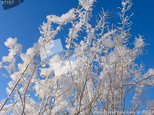 Image of Grass dressed in the snow overcoat