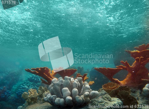 Image of Underwater View of the Ocean With LIght Shining Through the Wave