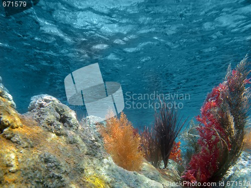 Image of Underwater View of the Ocean With Plants and Coral