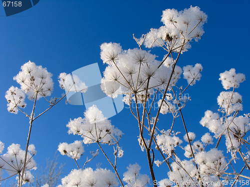 Image of Grass dressed in the snow overcoat