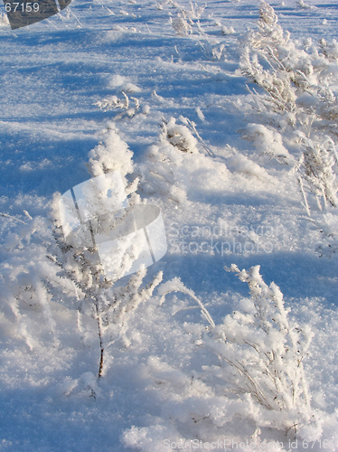 Image of Grass on the snow