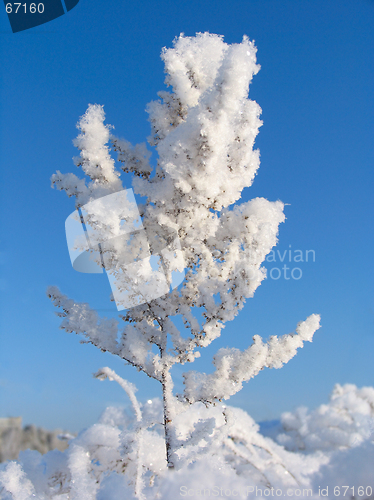 Image of Grass dressed in the snow overcoat