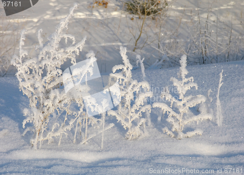 Image of Grass on the snow