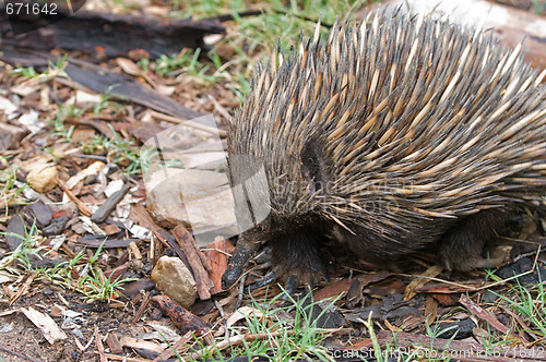 Image of australian echidna anteater