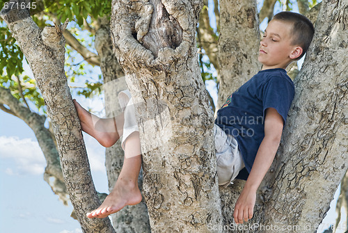 Image of boy in a tree