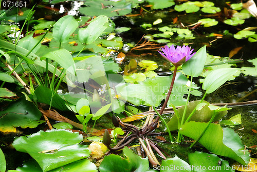 Image of water lily in the pond or lake 