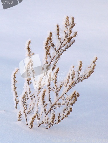 Image of Withered grass on the snow