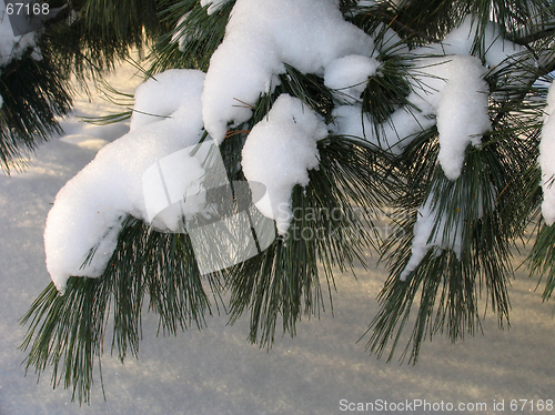 Image of Branch of Pinus sibirica covered under the Snow