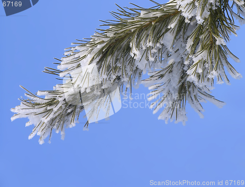 Image of Branch covered with hoar-frost
