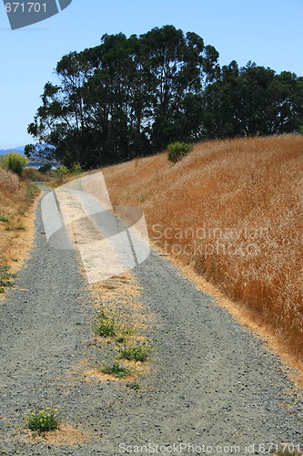 Image of Trail In A Park