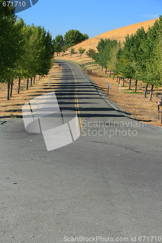 Image of Road In A Park