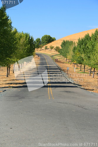 Image of Road In A Park